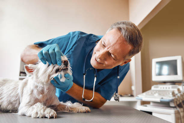 Best Weekend Emergency Dentist in Mount Pulaski, IL